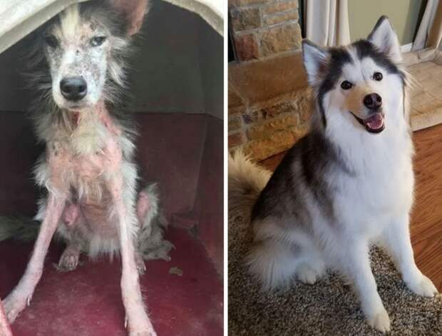 Кадры до и после спасения собак могут быть очень трогательными и показывать, насколько сильно животное изменилось после того, как оно нашло свой дом