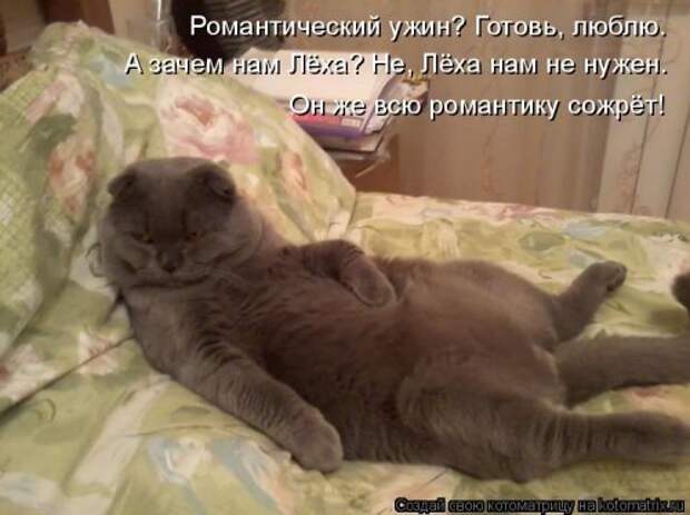 Прикольные котоматрицы. Весёлые коты