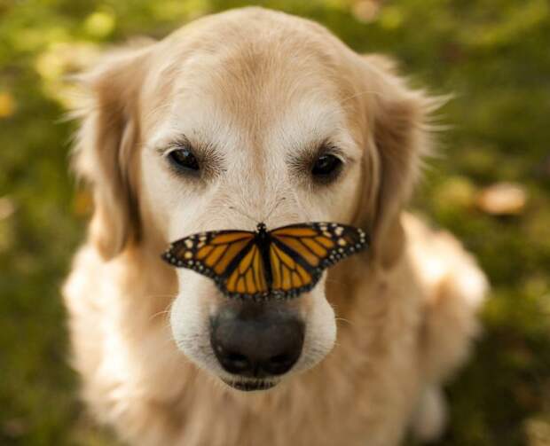 собака и бабочка
