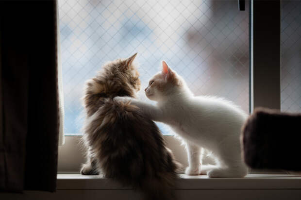 меланхоличные коты ждут хозяина у окна (31)