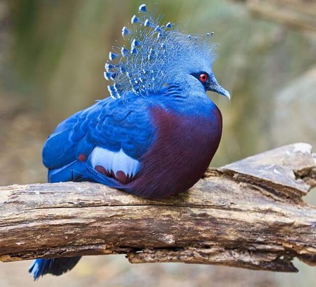 Веероносный венценосный голубь (лат. Goura victoria)