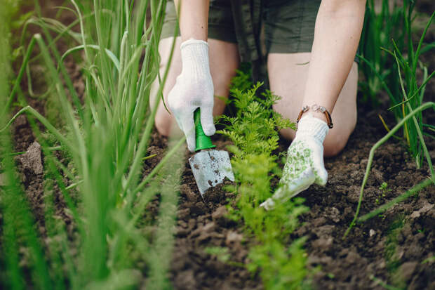 Гастроэнтеролог Кашух: сорняки с дачи могут стать частью здорового рациона
