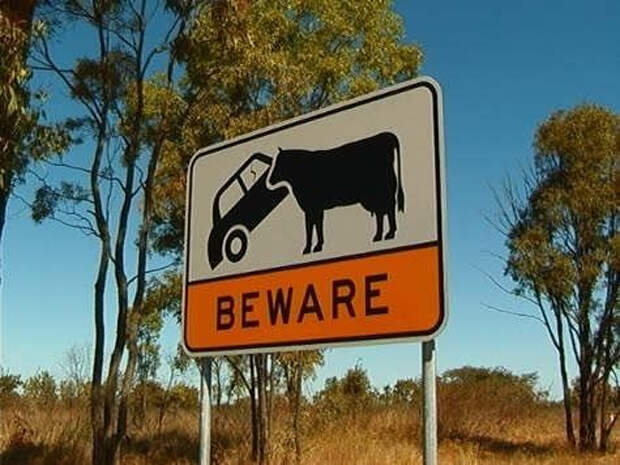 Да, здесь буйволы могут напасть на машину. И, скорее всего, шанса не упустят.