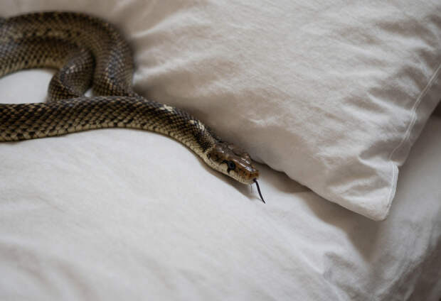 Женщина проснулась в обнимку с 2,5-метровым питоном