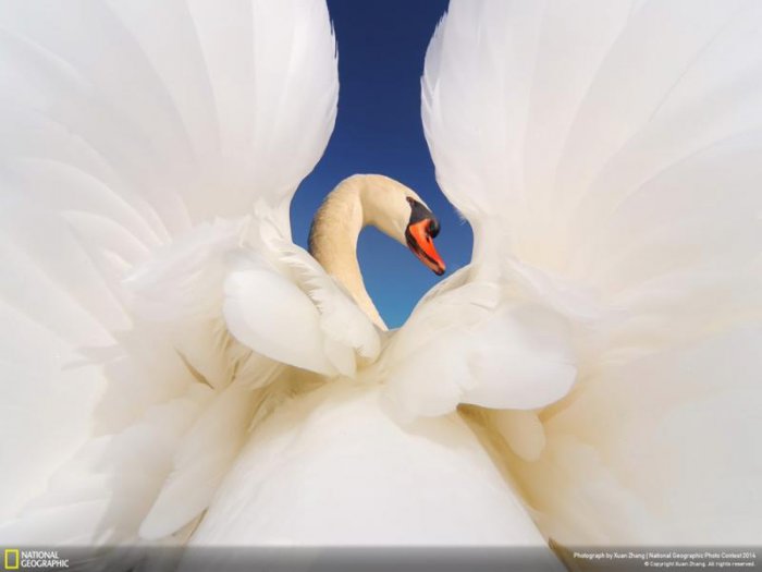 Лучшие фотографии National Geographic ноября 2014 (10 фото)