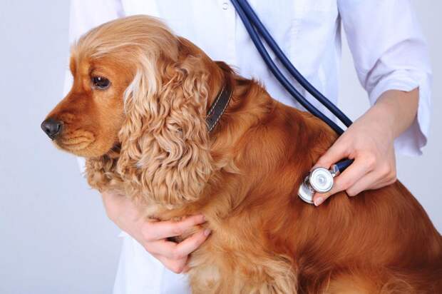 Цирроз печени у собак: симптомы и лечение, прогноз жизни