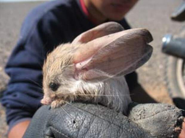 Длинноухий тушканчик (лат. Euchoreutes naso) (англ. Long-eared jerboa)