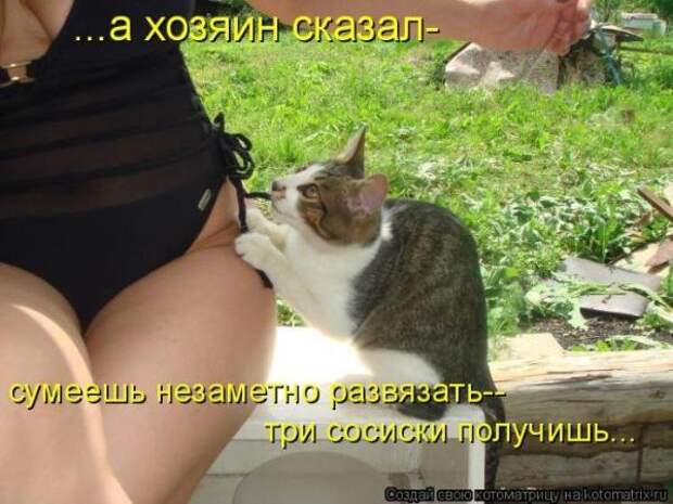 Котоматрица Котоматрица