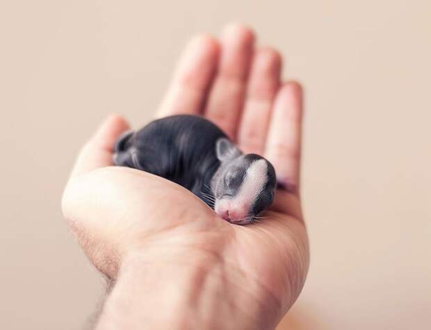 ashraful-arefin-captures-first-30-days-of-bunnys-life-1