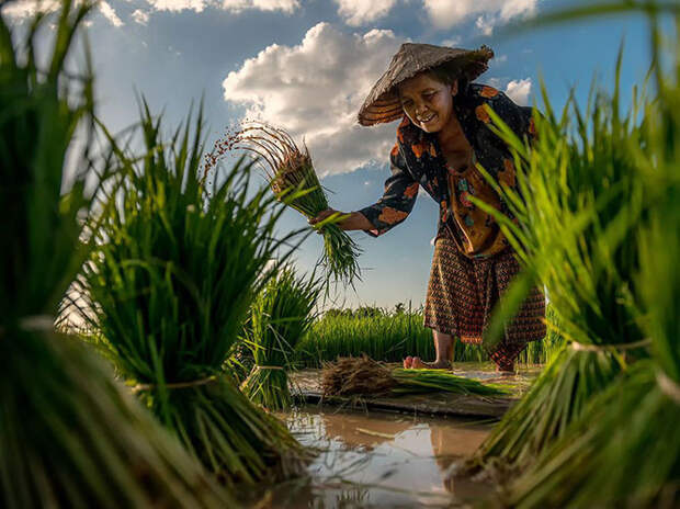 На рисовом поле в Таиланде. (Фото Sarawut Intarob): national geographic, фотографии