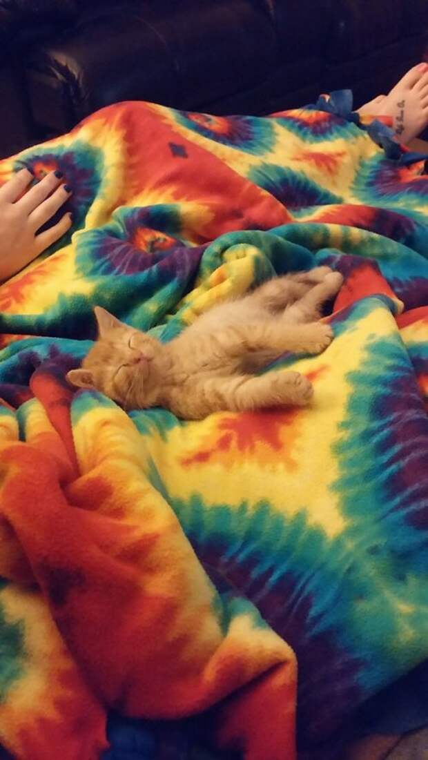 Животные-очаровашки (26 фото)