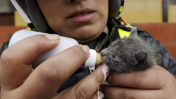 Police officer Liliana Coronado feeds rescued kitten Danesca