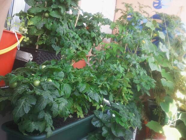 Мой балконный огород своими руками, сделай сам