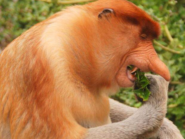 Носач  (обезьяна) : описание, среда обитания, фото и интересные факты