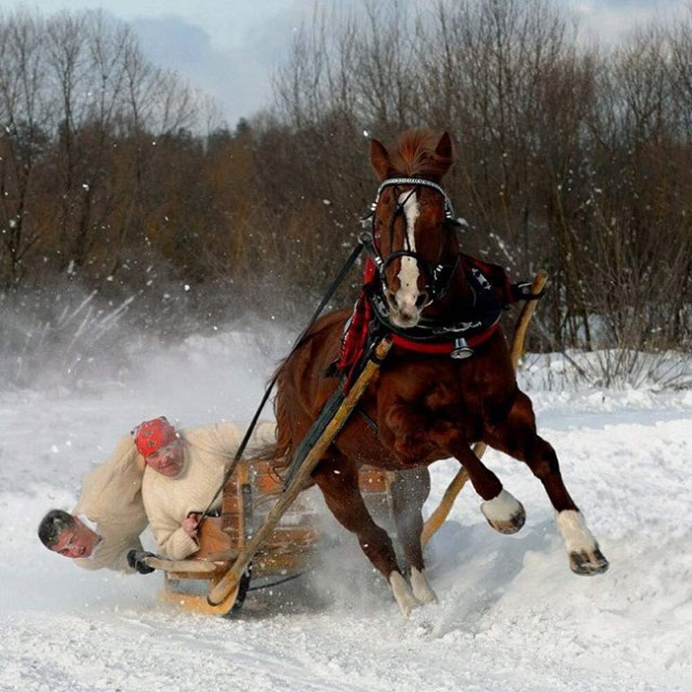 Лошадь в санях зимой
