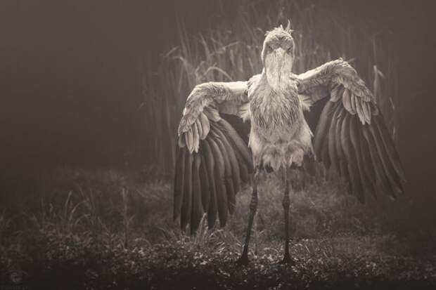 проникновенные фотографии животных из зоопарков и заповедников от мануэлы кульпы (8)