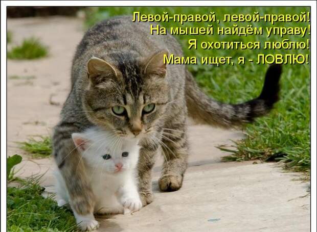 Котоматрица (81 фото)