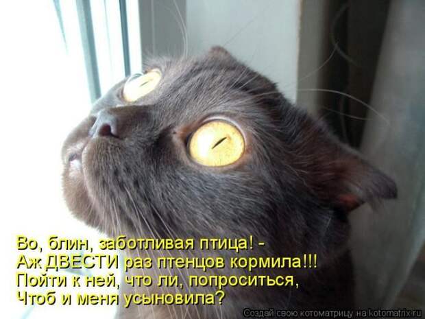 Лучшие котоматрицы недели