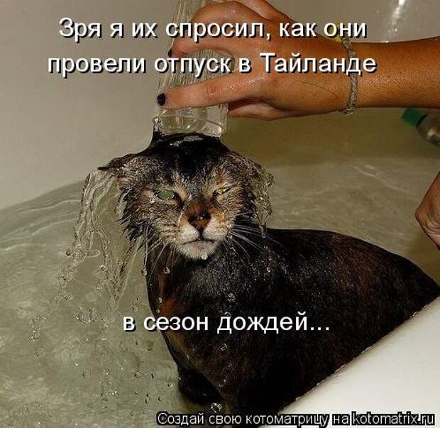 Новая котоматрица (32 фото)