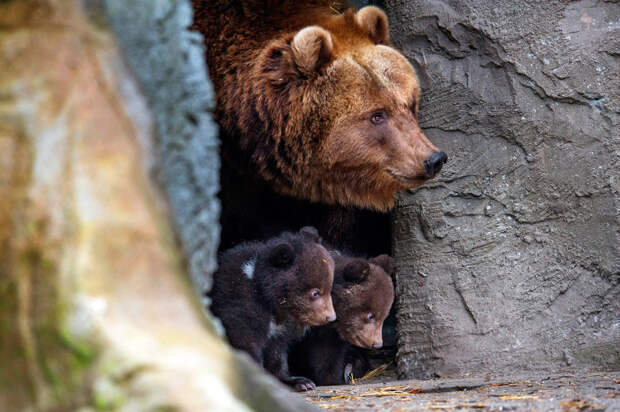Бурые медвежата в зоопарке в Гамбурге, Германия