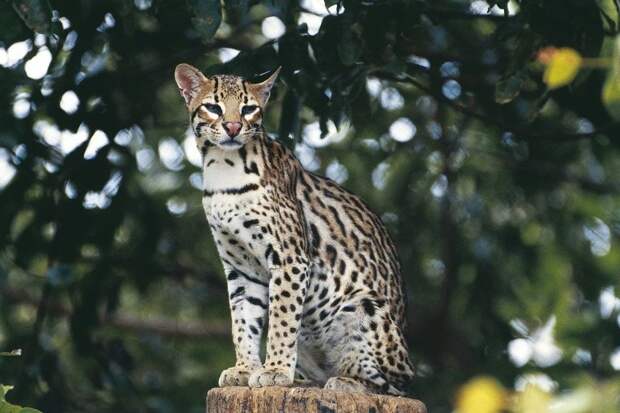 С Днем кошек! С Днем кошек!