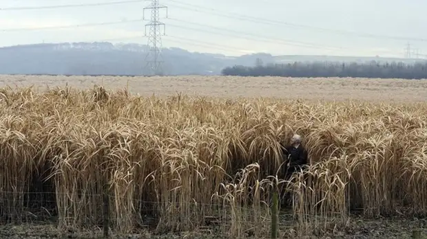 В Подмосковье рассказали о работе по выращиванию мискантуса