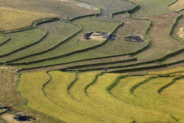 VIETNAM-AGRICULTURE/