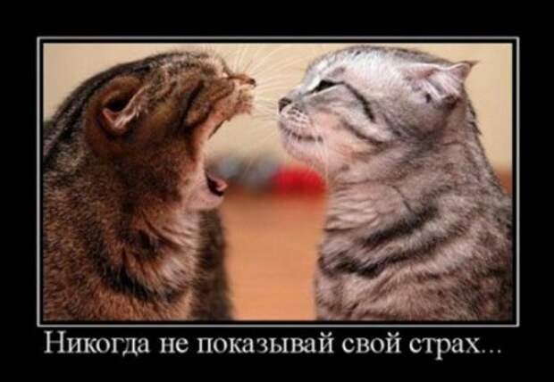 демотиваторы о любви, большая подборка.