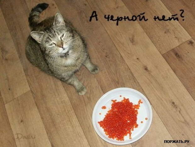 Классные фото, прикольный юмор со всего мира.