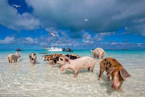 swimmingpigs09 Счастливая жизнь веселых хрюшек на Багамах
