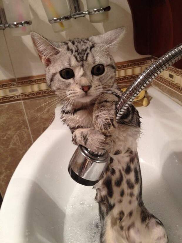 Жестокие фото котов после принятия ими водных процедур вода, животные, коты