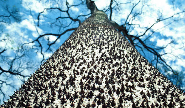 Дерево-песочница За этим безобидным названием скрывается одно из самых опасных растений в мире. Мощный ствол дерева покрыт острыми шипами: вызревая, плоды взрываются с такой силой, что раскидывают шипы на 100 метров.