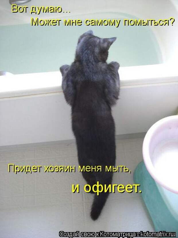Котоматрицы(картинки с надписями)