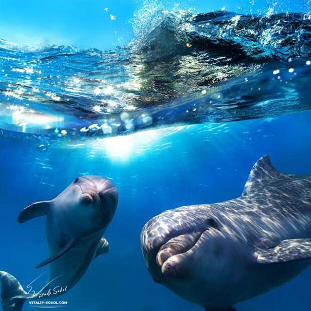 дельфины дают друг другу имена
