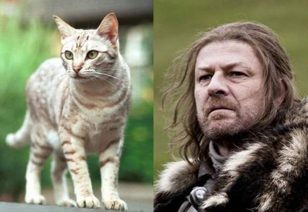 Кошки в роли актёров сериала "Игра престолов" (18 фото) Кошки в роли актёров сериала "Игра престолов" (18 фото)