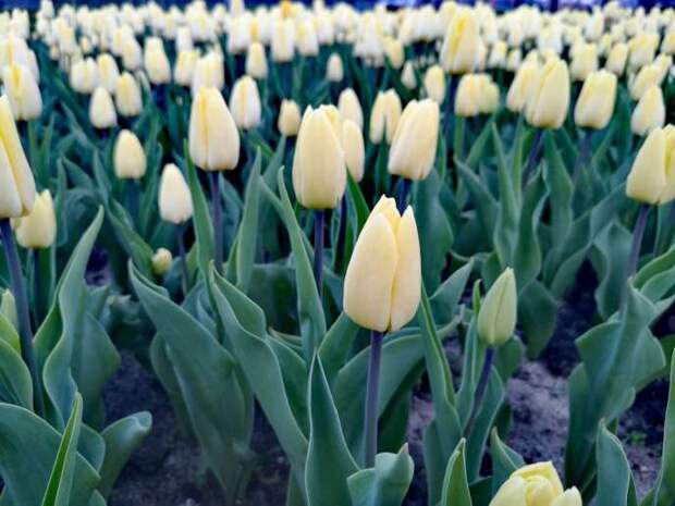 Празднование Дня города начнется с фестиваля цветов в центре Астрахани