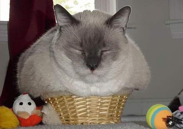 коты это жидкость (12)