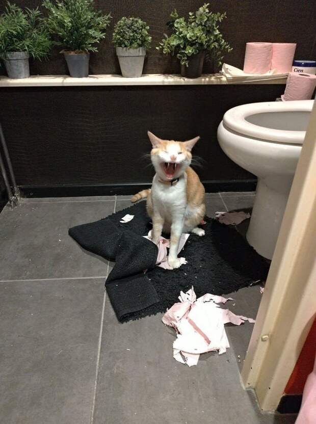 Снимки грозных котиков, которые показали всю свою хищную сущность