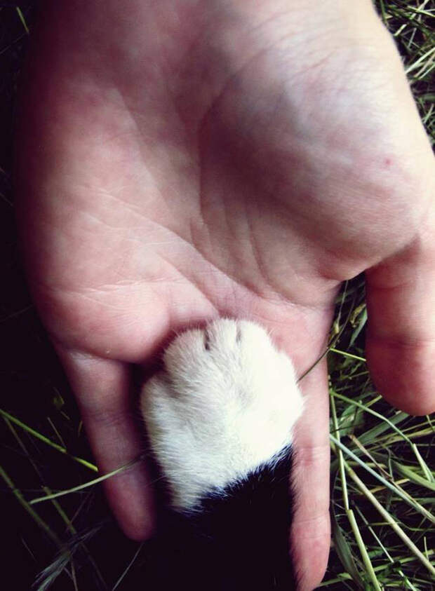 кошачьи лапы