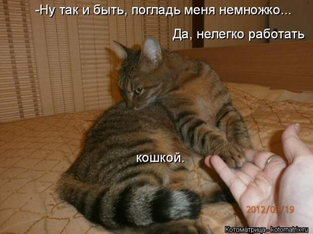 Лучшие котоматрицы недели (50 фото)