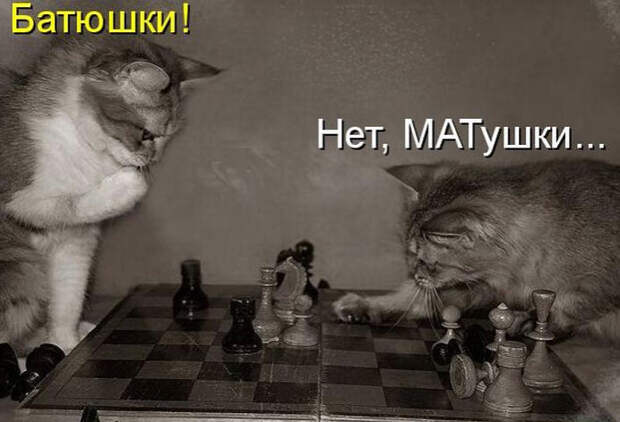 Смешные животные из КотоМатрицы (49 шт.)