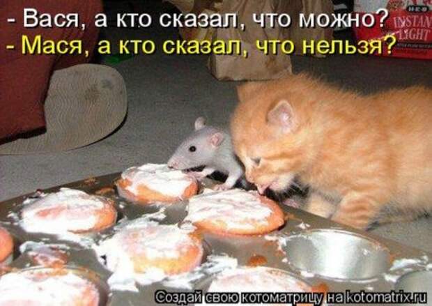 Котоматрица, прикольные коты с надписями.