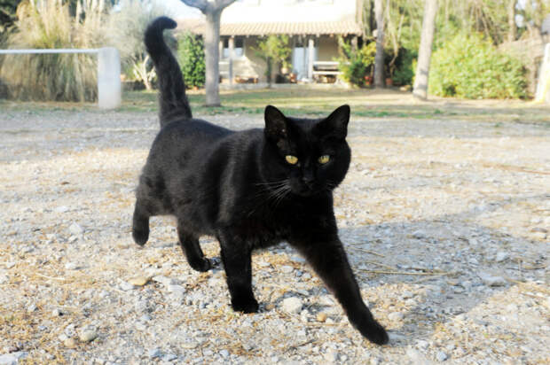 Черная кошка приносит несчастье?