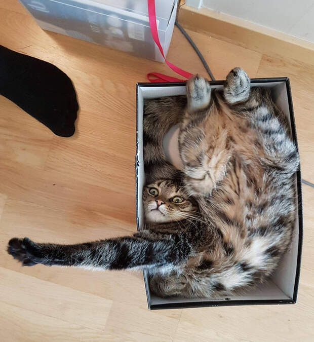 животные которые не ожидали что их застукают на месте преступления