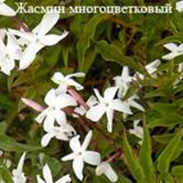 Знак Вашего гороскопа