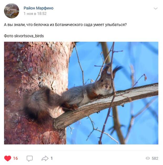 Белка из Главного ботанического сада улыбнулась фотографу