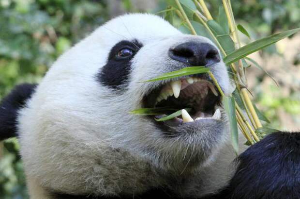 Сколько зубов у панды большой и малой?