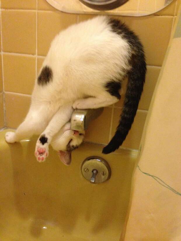 Коты, которые плевали на вашу логику