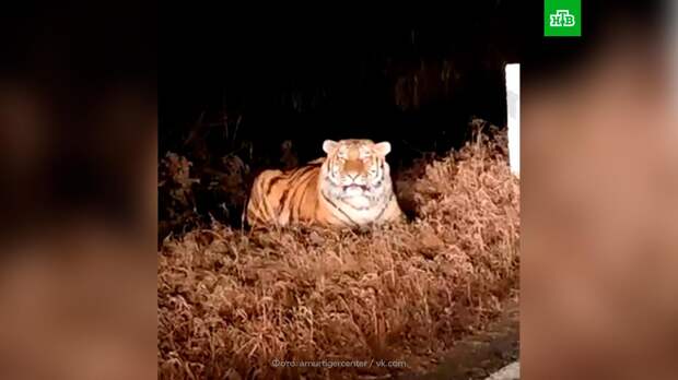 Амурский тигр несколько раз выходил к дороге в Приморье: видео