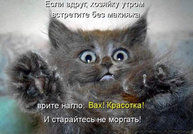 Новая котоматрица на Бугаге (32 фото)